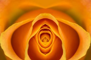 Orgasmus Blume